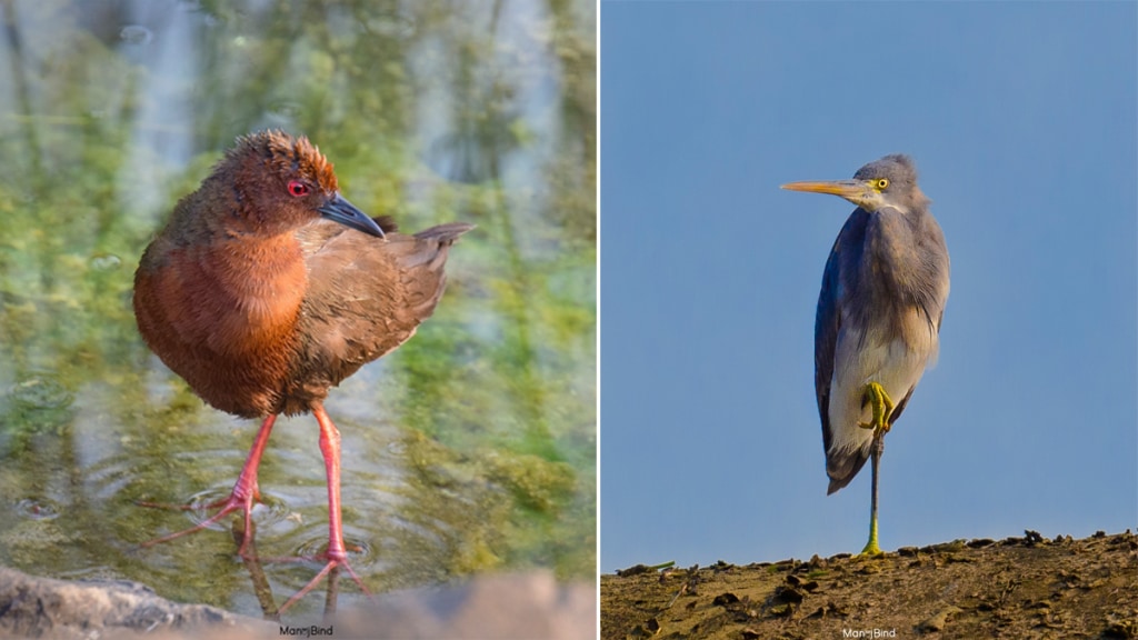 October, birds sea heron Ruddy - breasted Crake spotted Borgaon Reservoir amravati