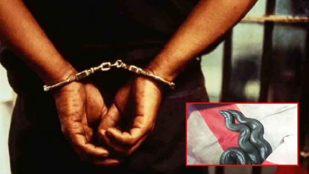 Three arrested for trying to sell Mandul snake