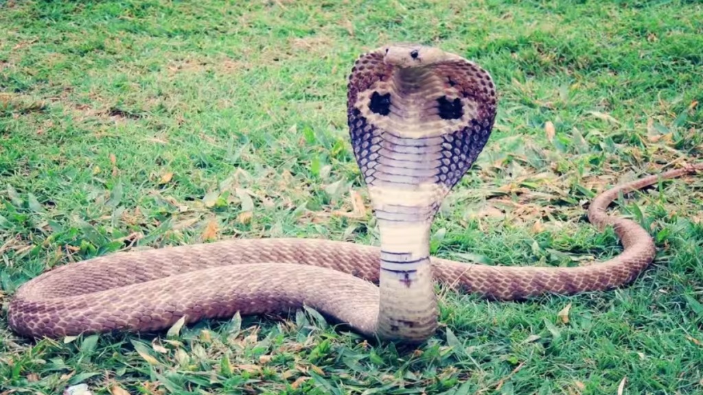 elderly woman bitten venomous snake nagpur woman undergoing treatment condition critical