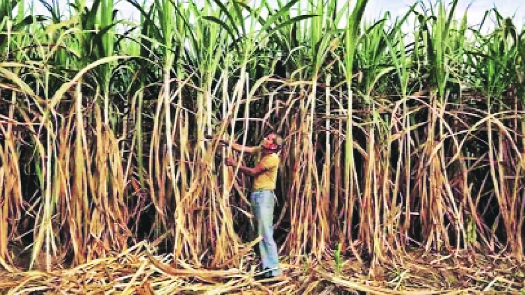 loksatta explained What are the challenges ahead of this year sugar season