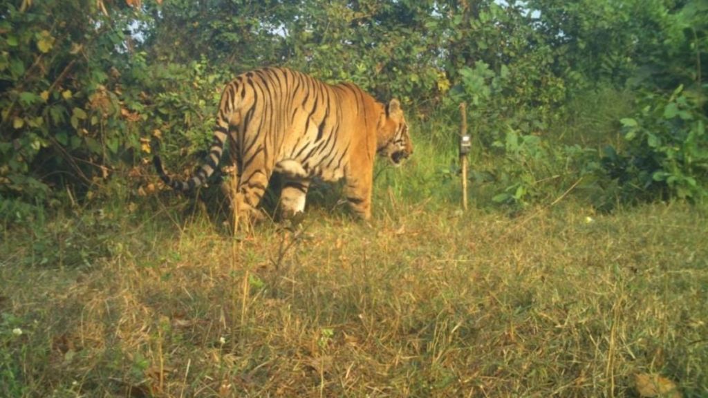 15 trap cameras to search for one tiger