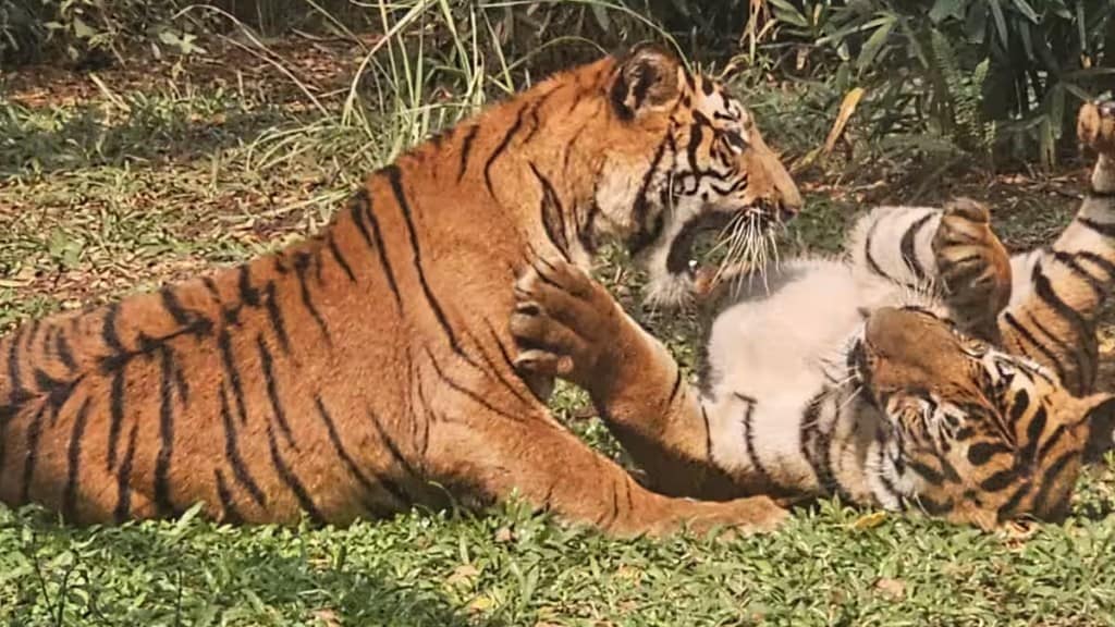 A tiger died in a fight between two tigers at Wahangaon under Khadsangi forest enclosure Tadoba buffer zone