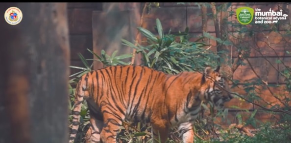 राणीबागेतील दोन हॅण्डसम बॉय असंही विशेषण या बछड्यांसाठी वापरण्यात आलं आहे. (फोटो - themumbaizoo/ इन्स्टाग्राम)