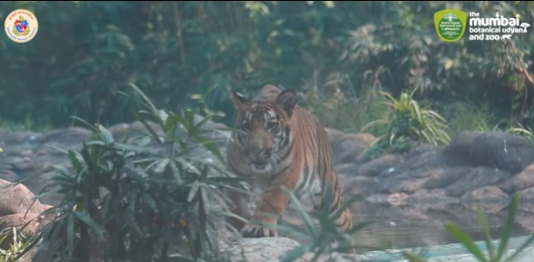 (फोटो - themumbaizoo/ इन्स्टाग्राम)