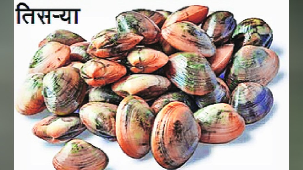 Kutuhal tisrya Mussels Marine Aquatic Clams bivalve