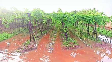 One person died due to unseasonal rain in Solapur