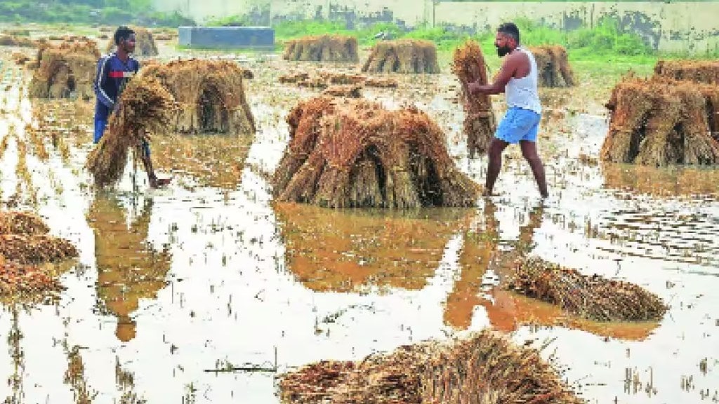 Unseasonal rains hit Vidarbha Marathwada North Maharashtra