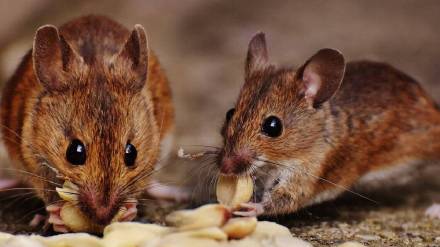 why rats gnaw on everything