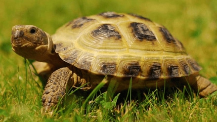 how-long-do-tortoises-live