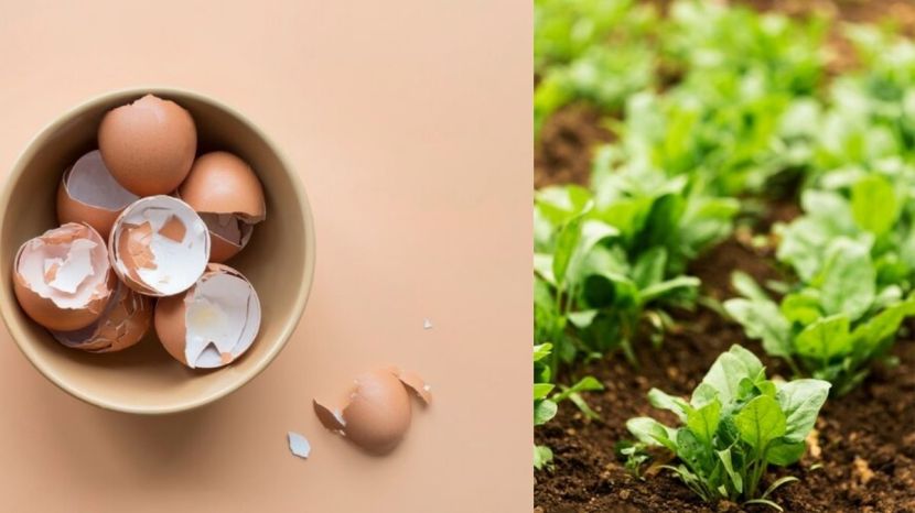 how to reuse egg shells or ande kavach in gardening as compost and cleaning 