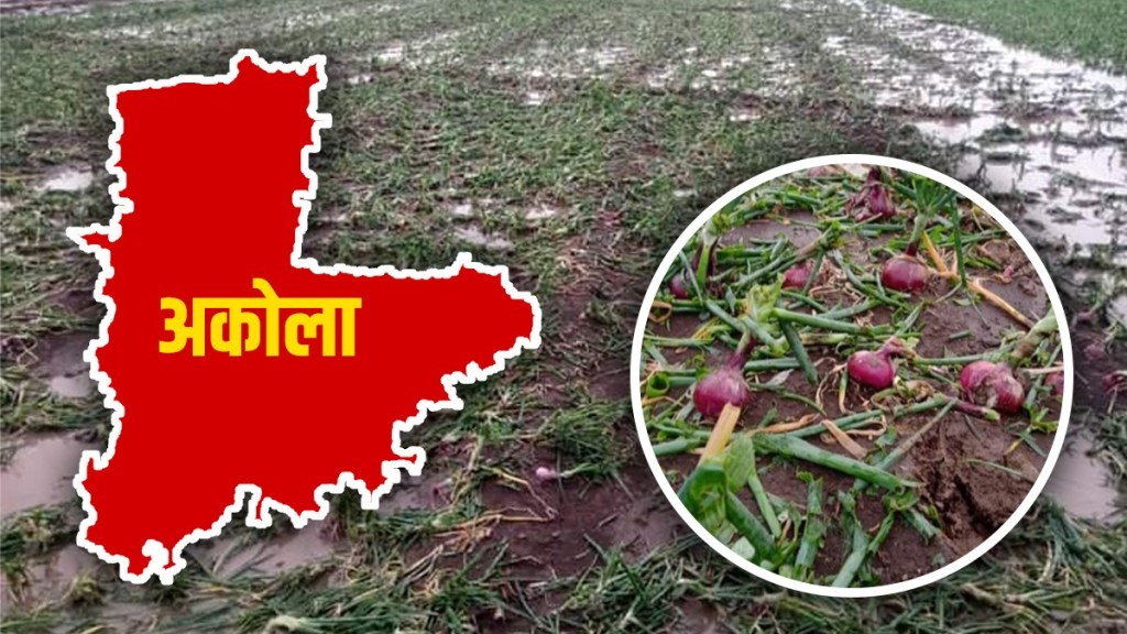 Akola preliminary report, damage to agricultural crops, unseasonal rain