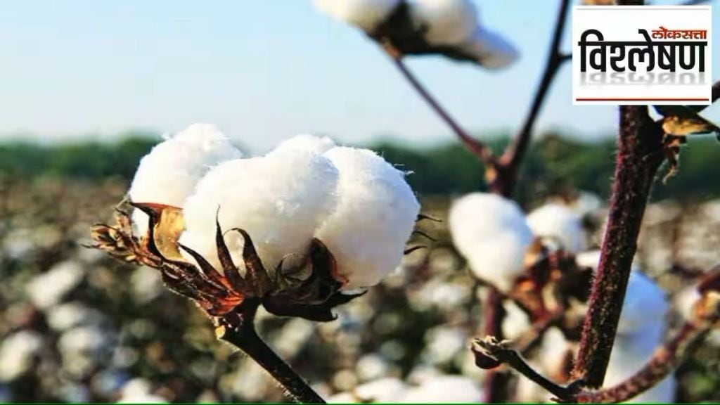 loksatta analysis cotton prices slump despite low production