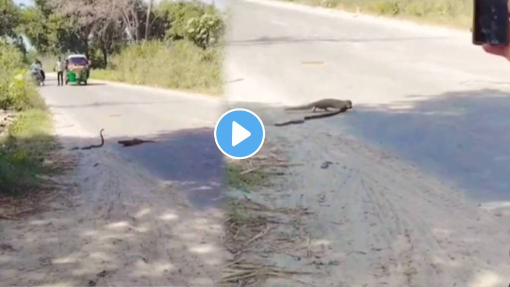 Snake and mongoose fighting video viral on social media