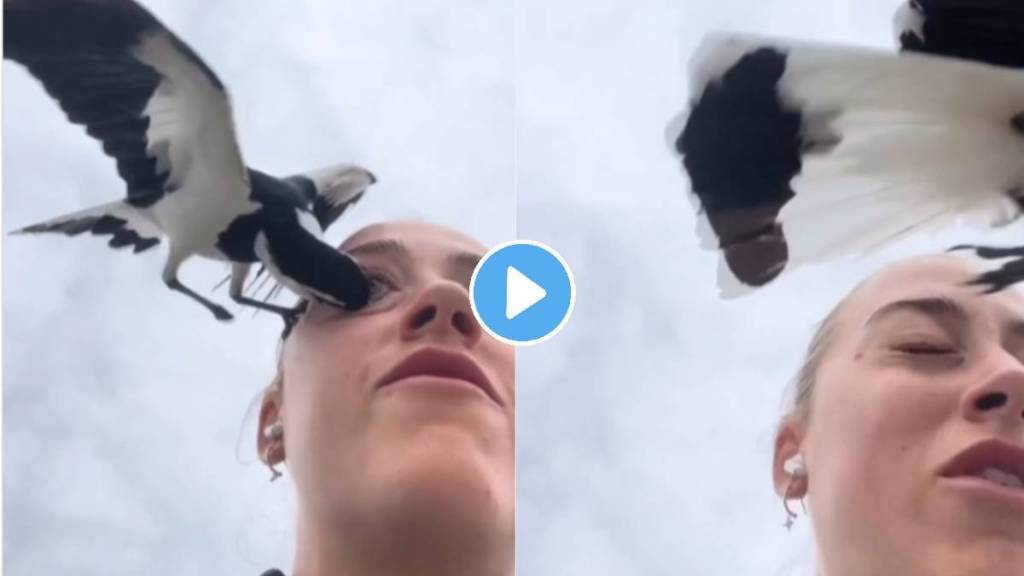 Eagle Attack Video see how eagle take away girl eye in a second video gets viral