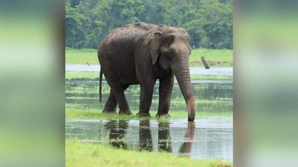 Elephant Camp maharashtra