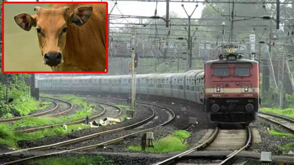 train services disrupted due to cows