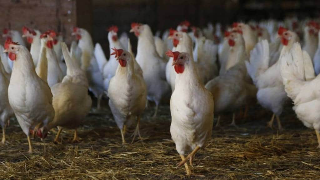 poultry industry in the india