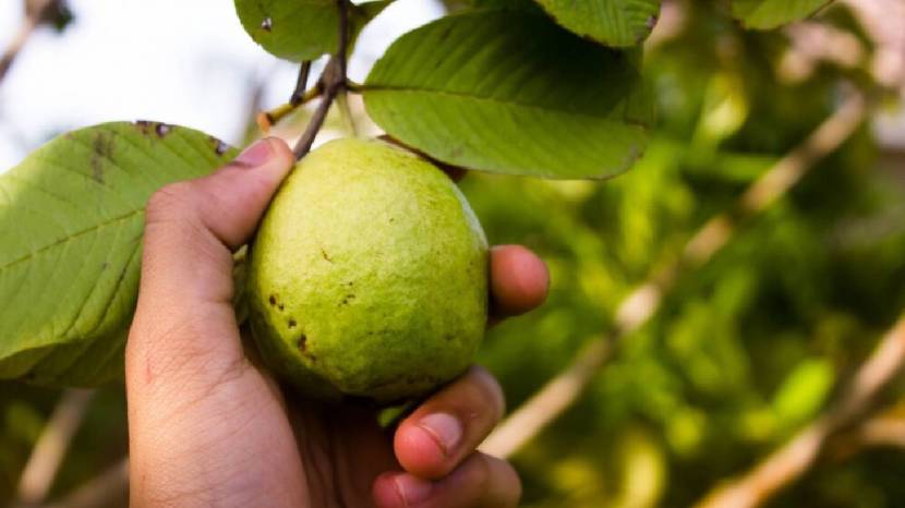 Six Health Benefits Of Pink Guava Diabetes Friendly Fruit and many more