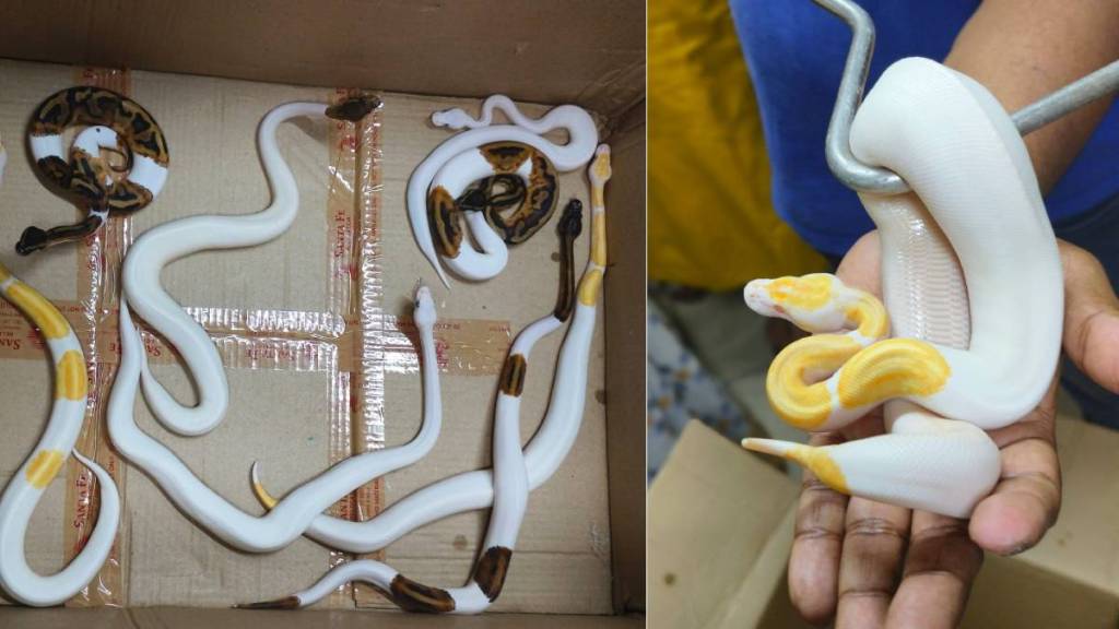 man held for smuggling exotic snakes