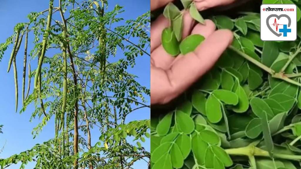 Moringa leaves benefits side effects and risks