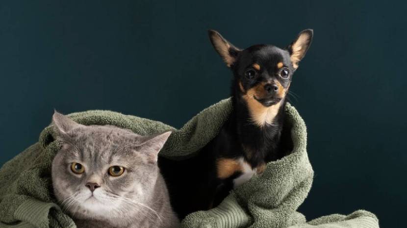 Pet Care Tips How To Take Proper Care To Your favourite Pets In Winter 