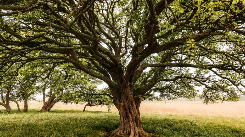 Old Trees