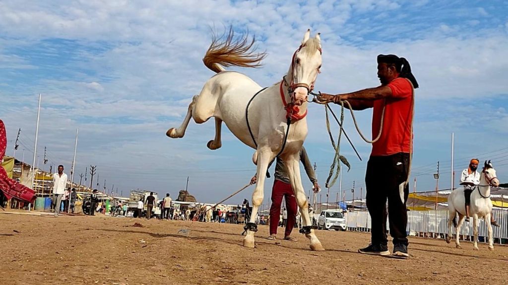 Two thousand buyers entered the Sarangkheda horse market