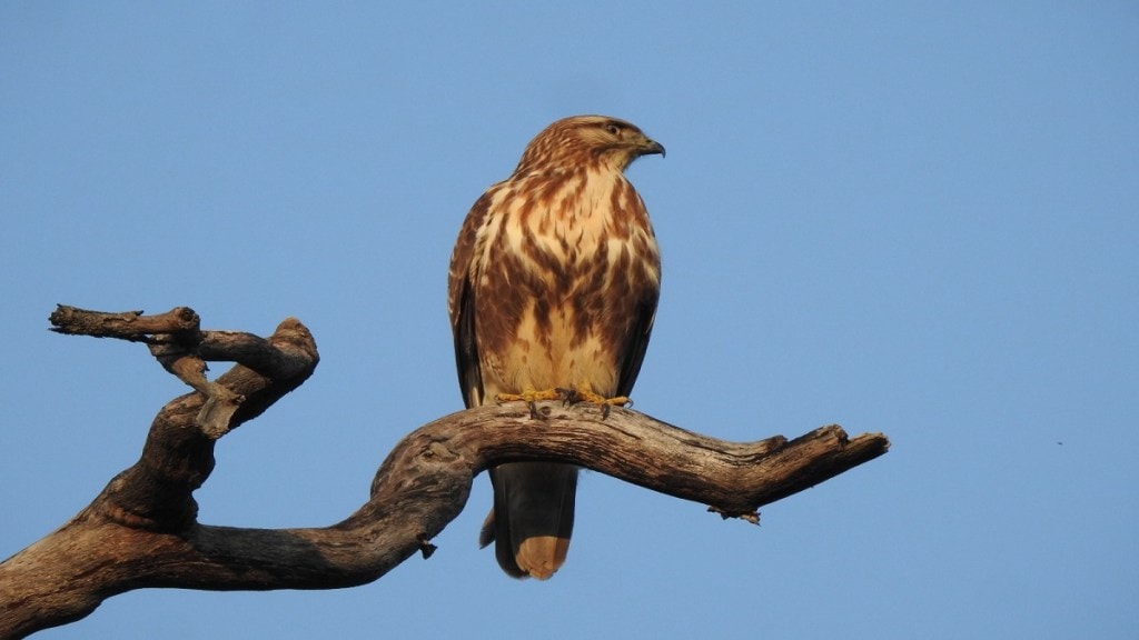 Common Buzzard, Common Buzzard Melghat