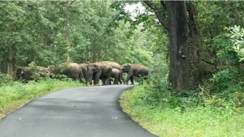 wild elephants