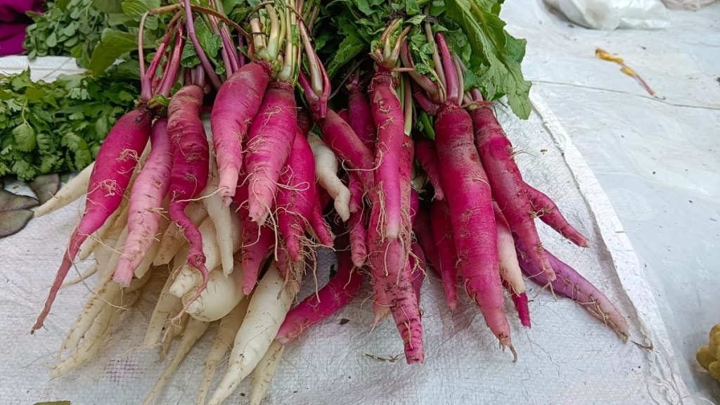 Red radish Dahanu taluka