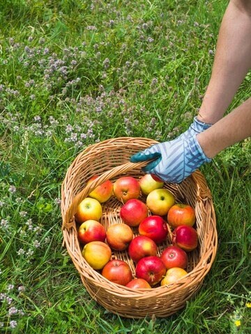 apple-for-breakfast-benefits