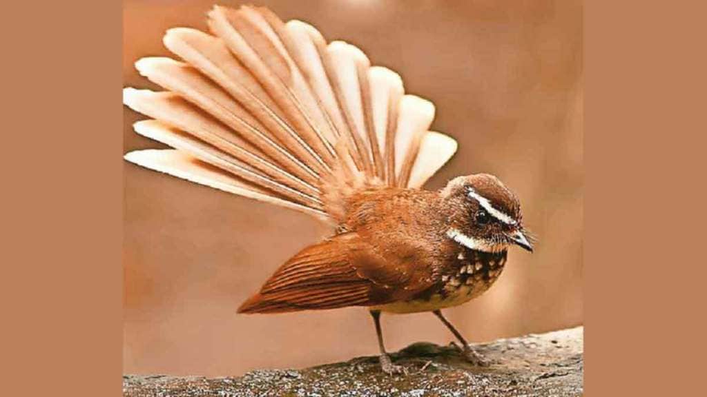 fantail bird existence in mumbai facts about fantail bird