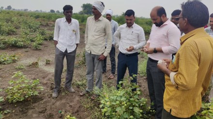 crops on 14 thousand hectares destroyed, crops destroyed due to heavy rains