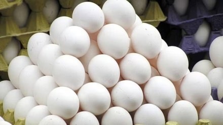 nagpur brahmin and jain organizations, oppose to eggs in school nutrition