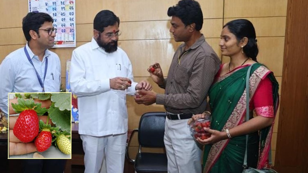 cm eknath shinde, cm eknath shinde visited strawberry farm