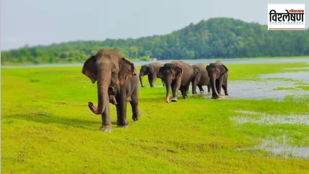 elephant camp in pench tiger reserve news in marathi, elephant camp in maharashtra news in marathi, elephan camp gadchiroli in marati