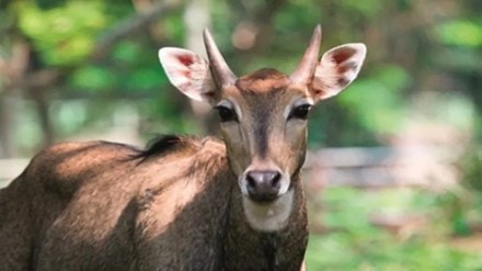 chandrapur nilgai accident news in marathi chandrapur nilgai death news in marathi