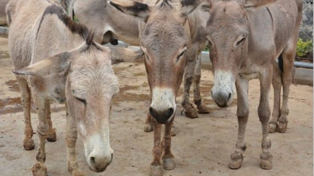 theft of 17 donkeys in buldhana news in marathi, donkeys stolen in buldhana