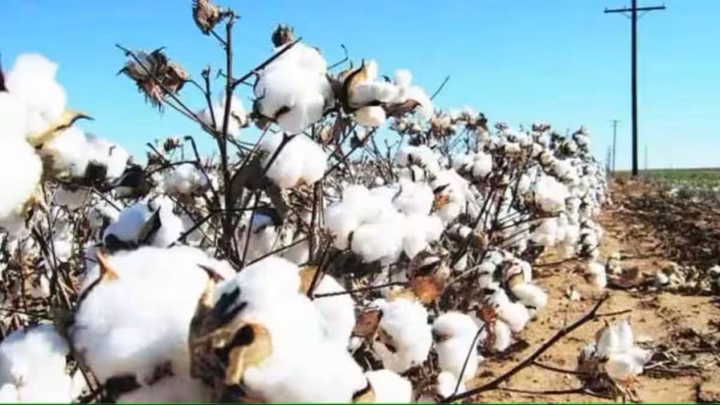 india cotton output may decline by 8 percent in 2023 zws