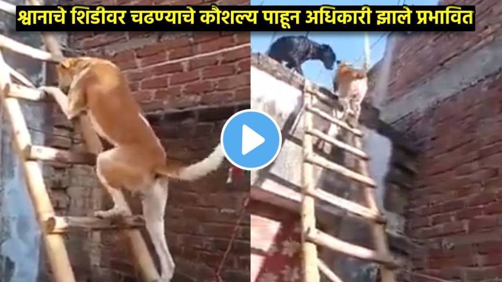 dog climbing wooden ladder pcs government officer shares motivational video go viral