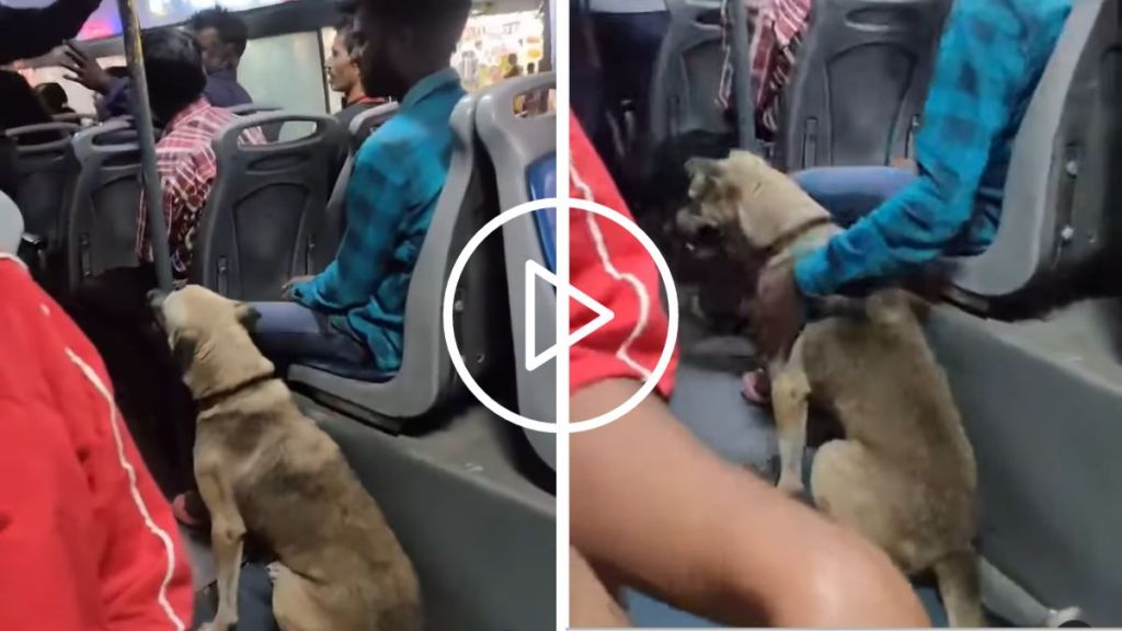 dog traveling in bus viral video