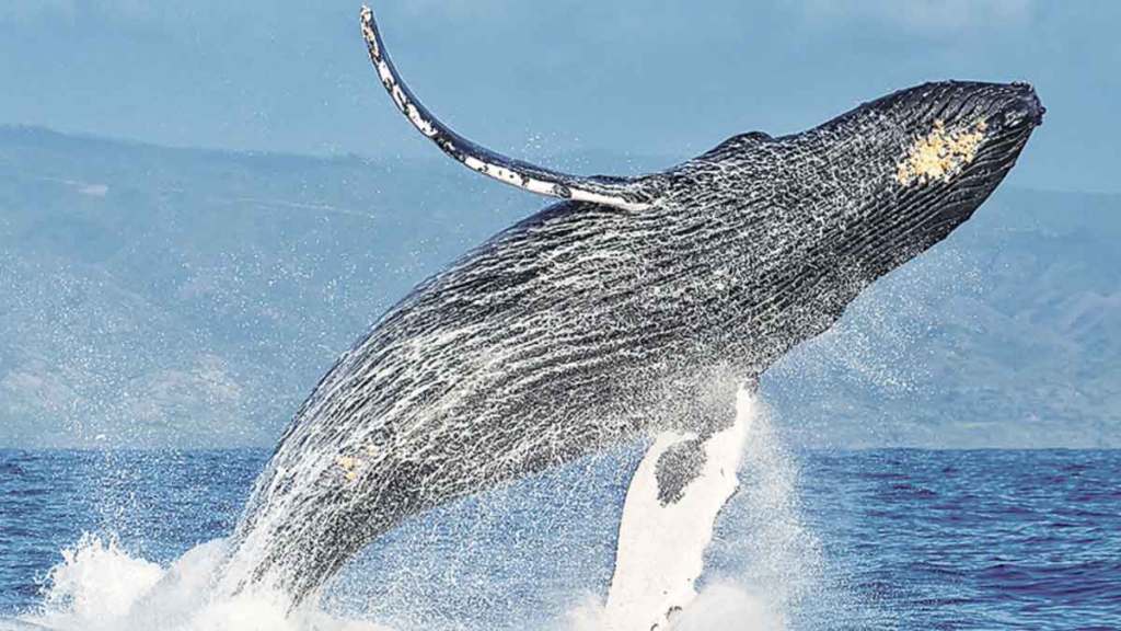 arabian sea humpback whales