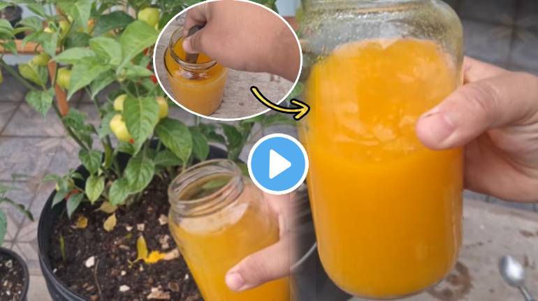 Video 2 Rupees Jugaad To Disinfect Remove Fungus From Soil That Will Help Tulsi Tomatoes Plants To Grow Faster Garden Hack Marathi