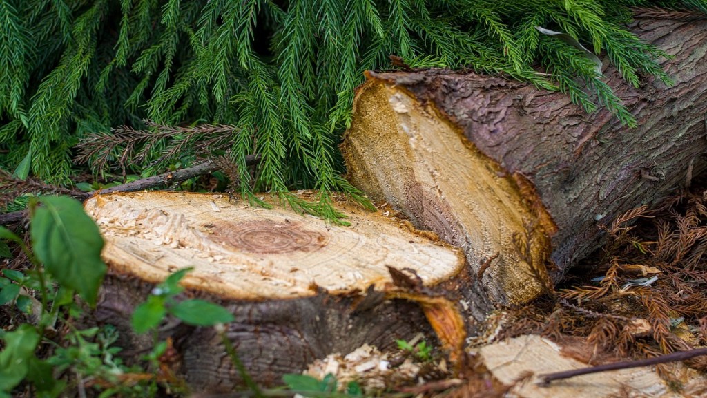 tree fell on road in Grant Road