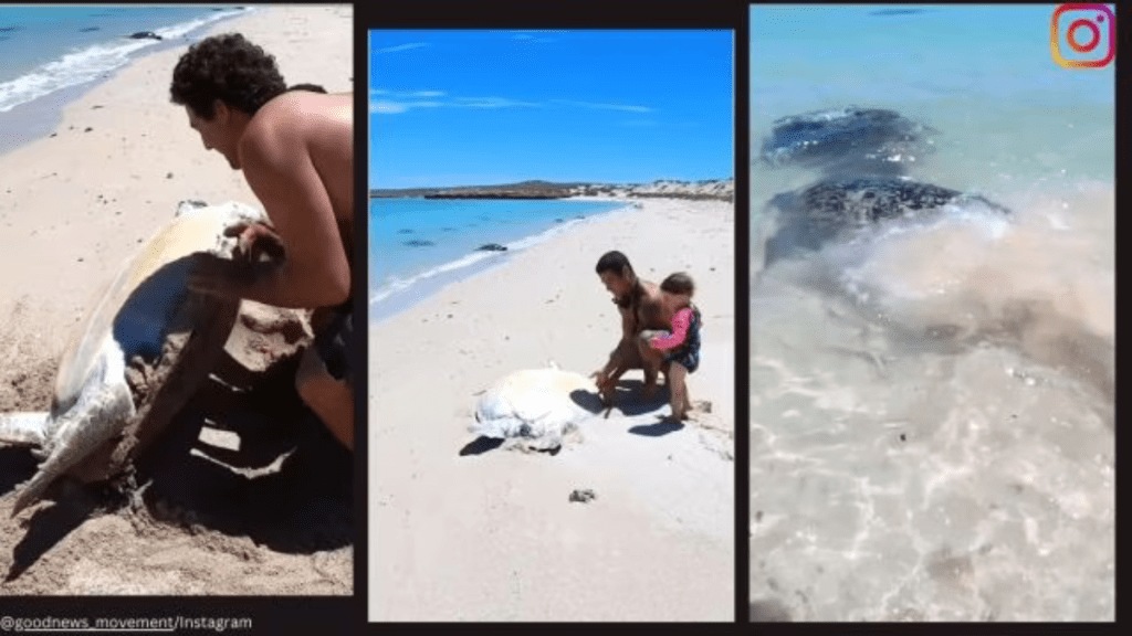 Men rescue turtle stuck upside down on remote beach