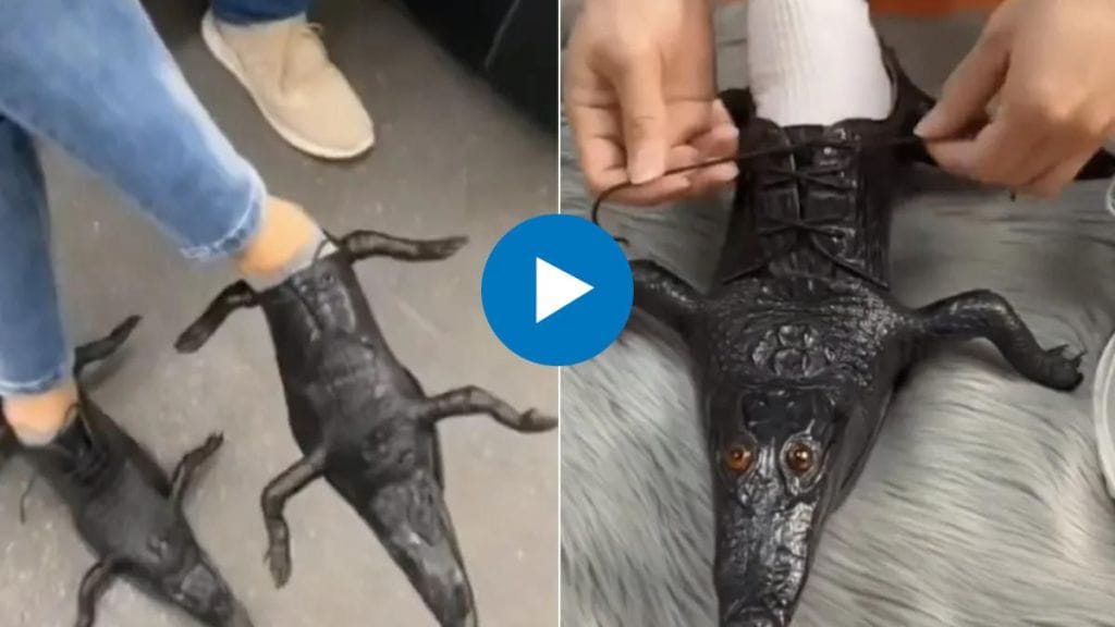 Crocodiles Shoe Video Getting Viral On Internet