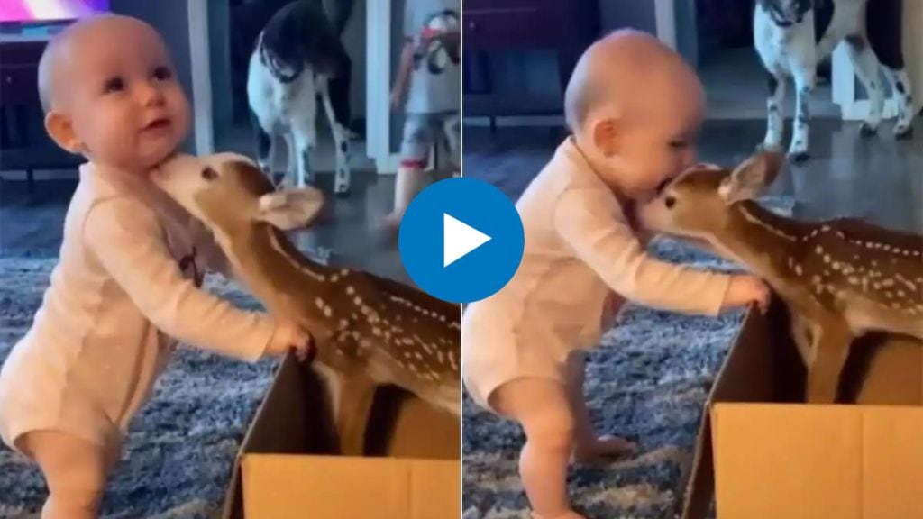 Even animals know the language of love A deer seen playing with baby cute video Viral