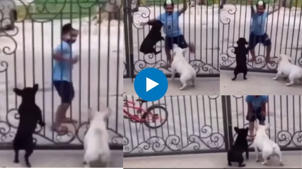 Viral Video of Small kid and puppie