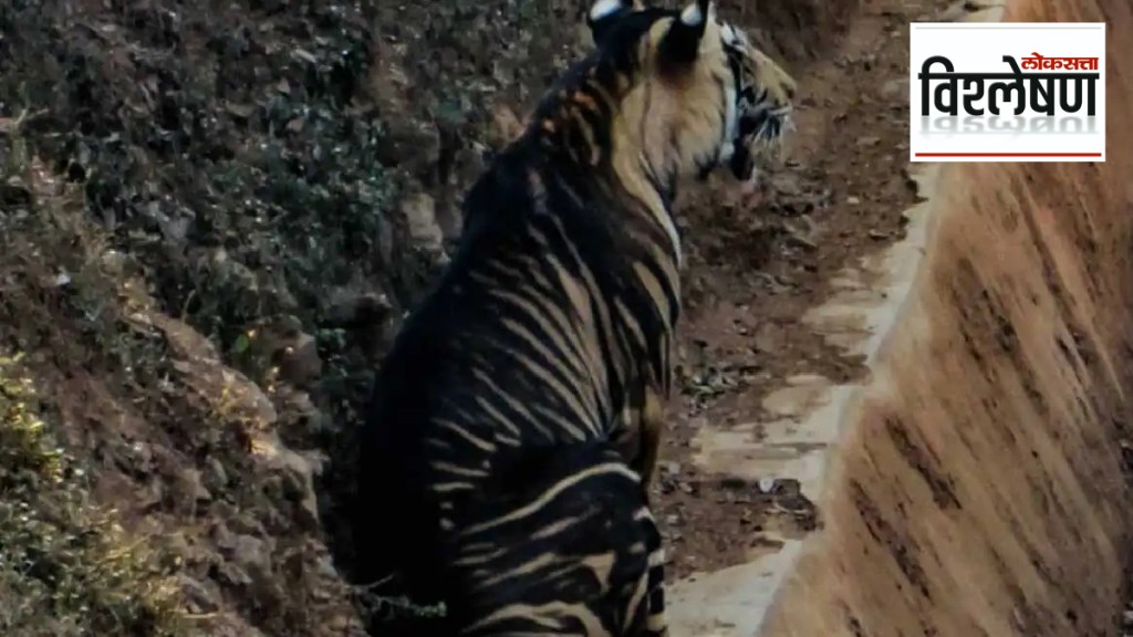 What is the secret of black tigers in Odisha Similipal Tiger Project