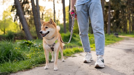 Pedestrians suffer unsanitary pets pet corners available Navi Mumba